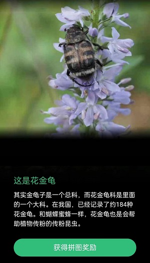 小甲壳虫身体是棕色的背上有几条黑色的粗横纹是什么昆虫