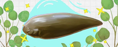 猜一猜打南边来了个喇嘛,手里提着五斤鳎目中的鳎目指