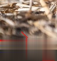 Win10专业版任务视图快捷键是什么?Win10任务视图打开的方法