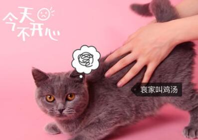 小编分享猫饼添加本地音乐的具体操作。