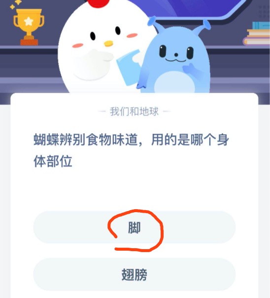 我来教你蝴蝶辨别食物味道用的是哪个身体部位。