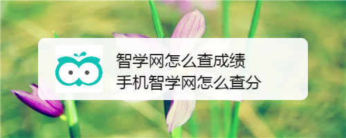 分享智学网如何查学生成绩。