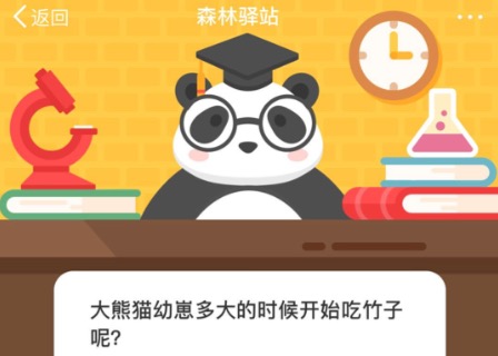 小编分享大熊猫幼崽多大的时候开始吃竹子呢。