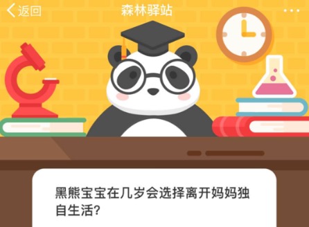 教你黑熊宝宝在几岁会选择离开妈妈独自生活。