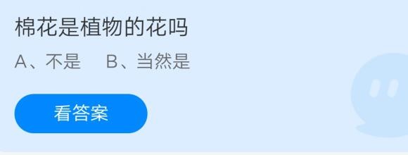 分享棉花是植物的花吗。