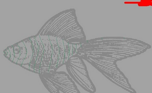 maya制作鱼模型的操作流程截图