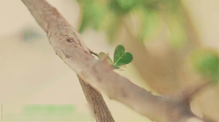 会声会影模糊某一块区域的操作方法截图