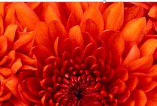 ppt2013编辑图片在文字下方的图文方法截图