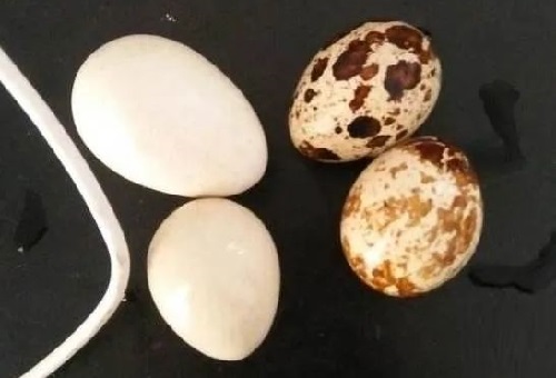 刚买来的鹌鹑蛋斑点居然能清洗掉，是怎么回事