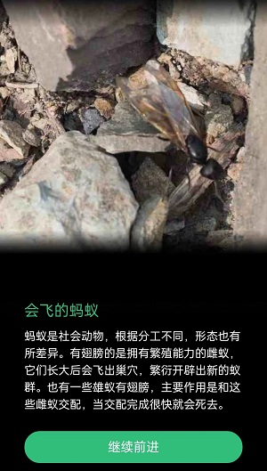 会飞的蚂蚁是蚂蚁吗