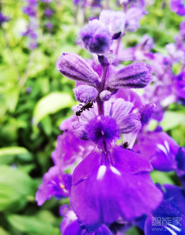 小编分享华为mate30支持超级微距吗。