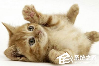 小编分享PS粉笔画效果怎么做