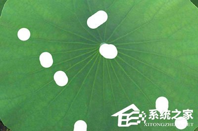 小编教你PS水滴效果怎么做（ps水滴效果怎么做 视频）