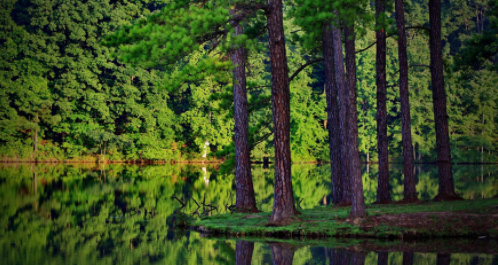 我来教你forest清理标签步骤分享。
