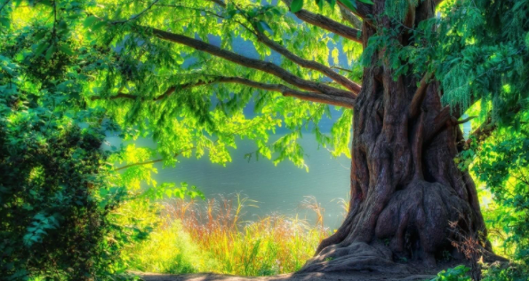 教你forest添加应用白名单教程分享。